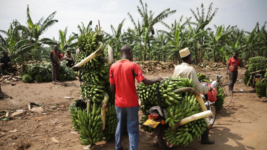 Boeren in Oeganda laden hun bananen op twee brommers