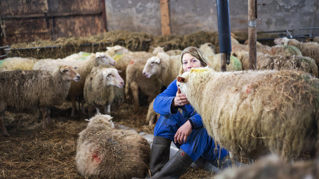 Schaapsherder met schapen in een stal