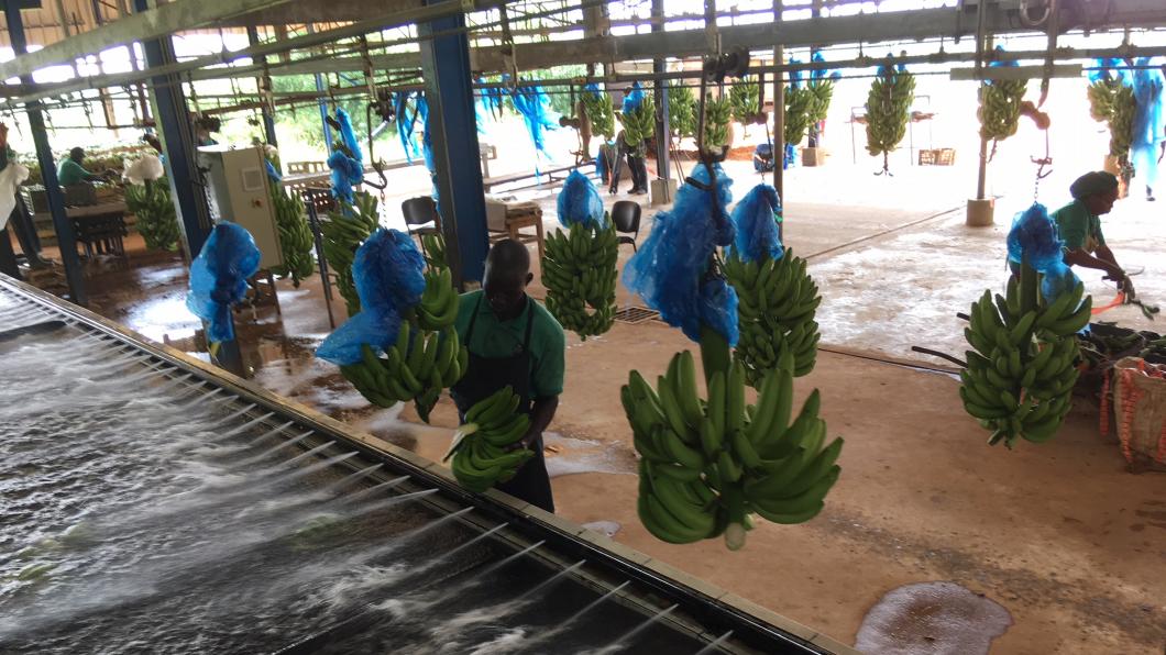 Bananenplantage