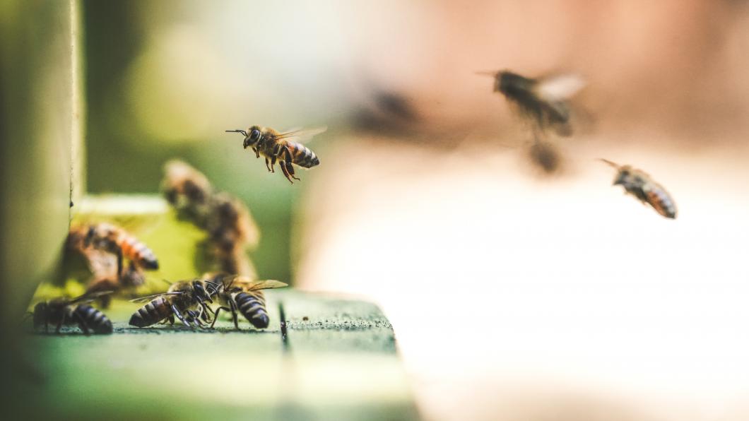 bijen biodiversiteit.jpg