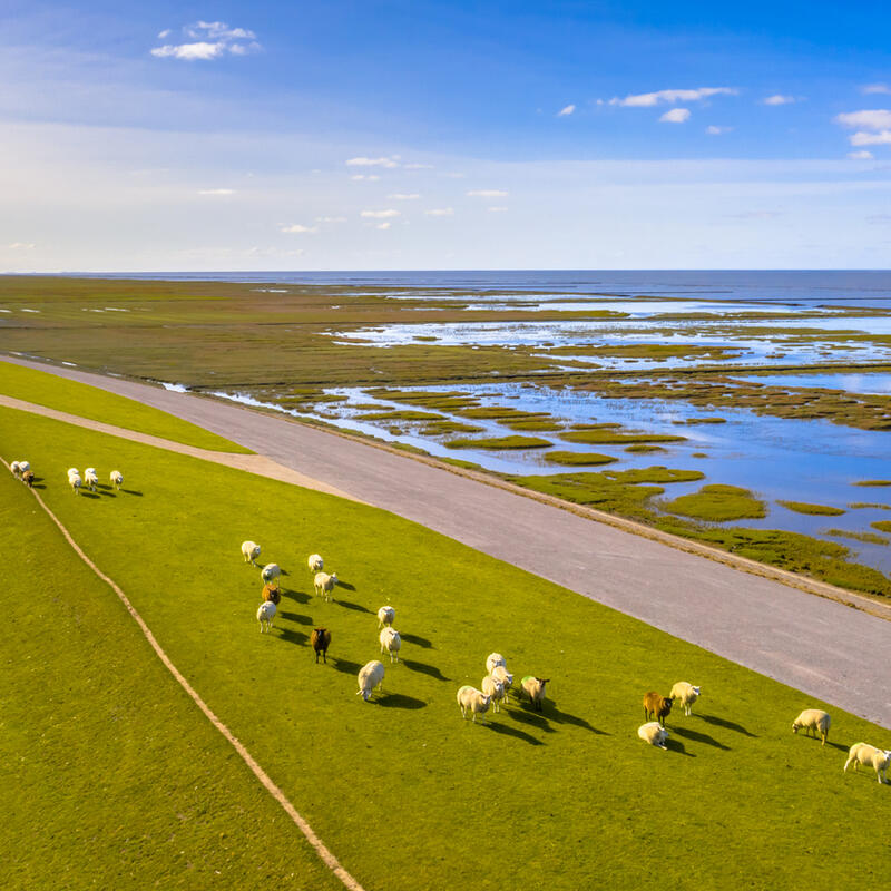 Afbeelding van schapen op een dijk bij de Waddenzee