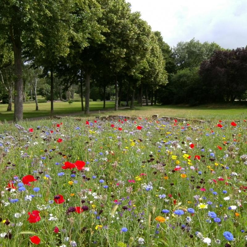 bloemenveld